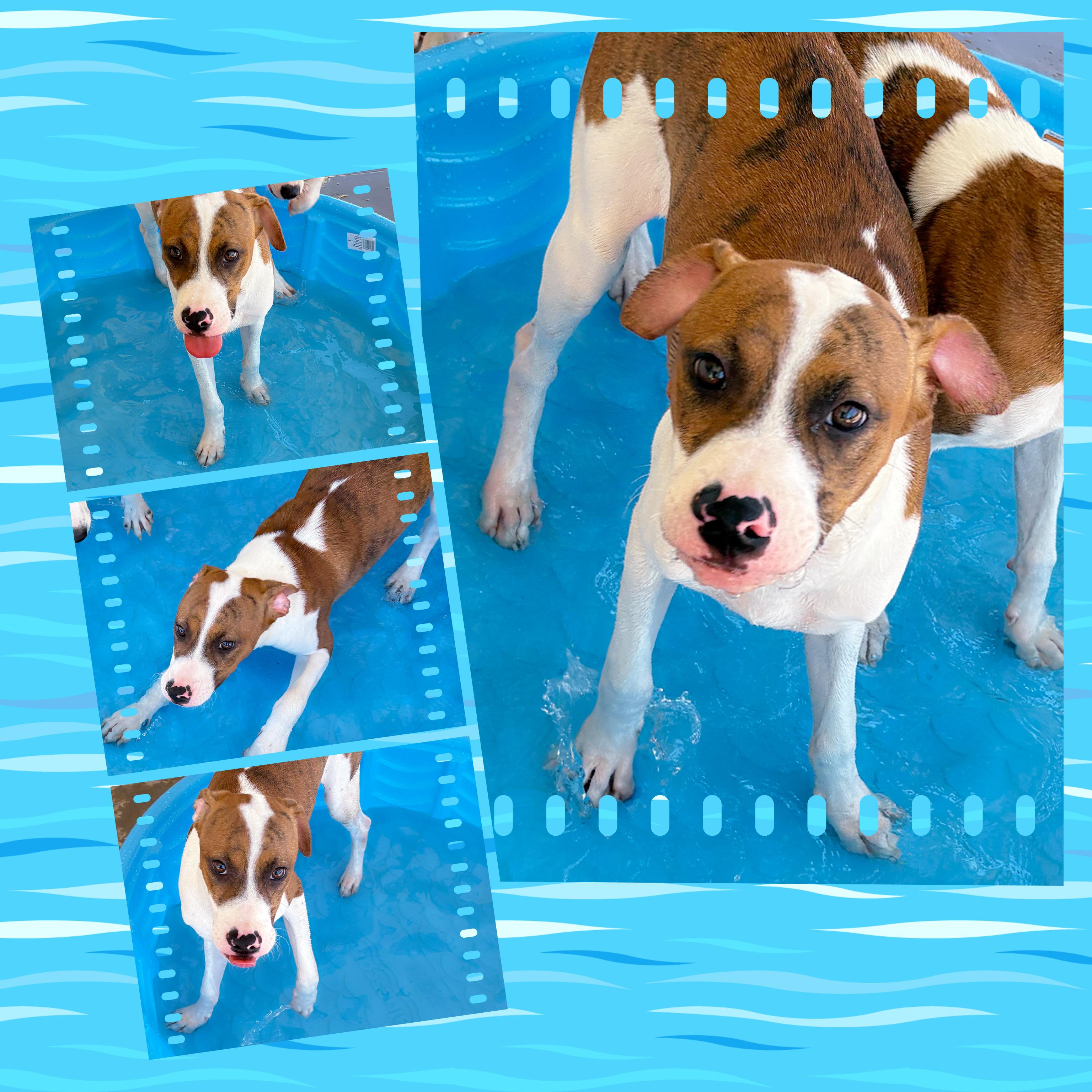 Enlarge CLOVER, a Adoptable mixed breed in Chandler, AZ image 2/4