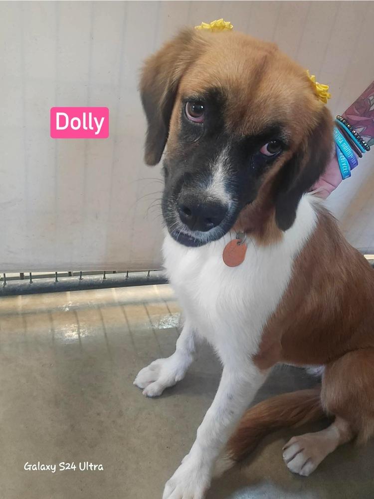 Dolly, Adoptable, Young Female Collie & Mixed Breed.