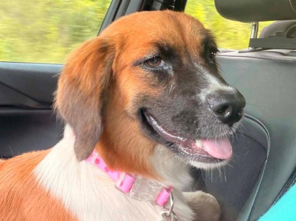Dolly, Adoptable, Young Female Collie & Mixed Breed.