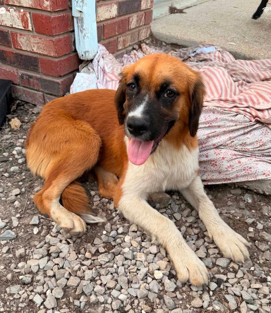 Dolly, a Adoptable mixed breed in Warrenton, MO image 2/2