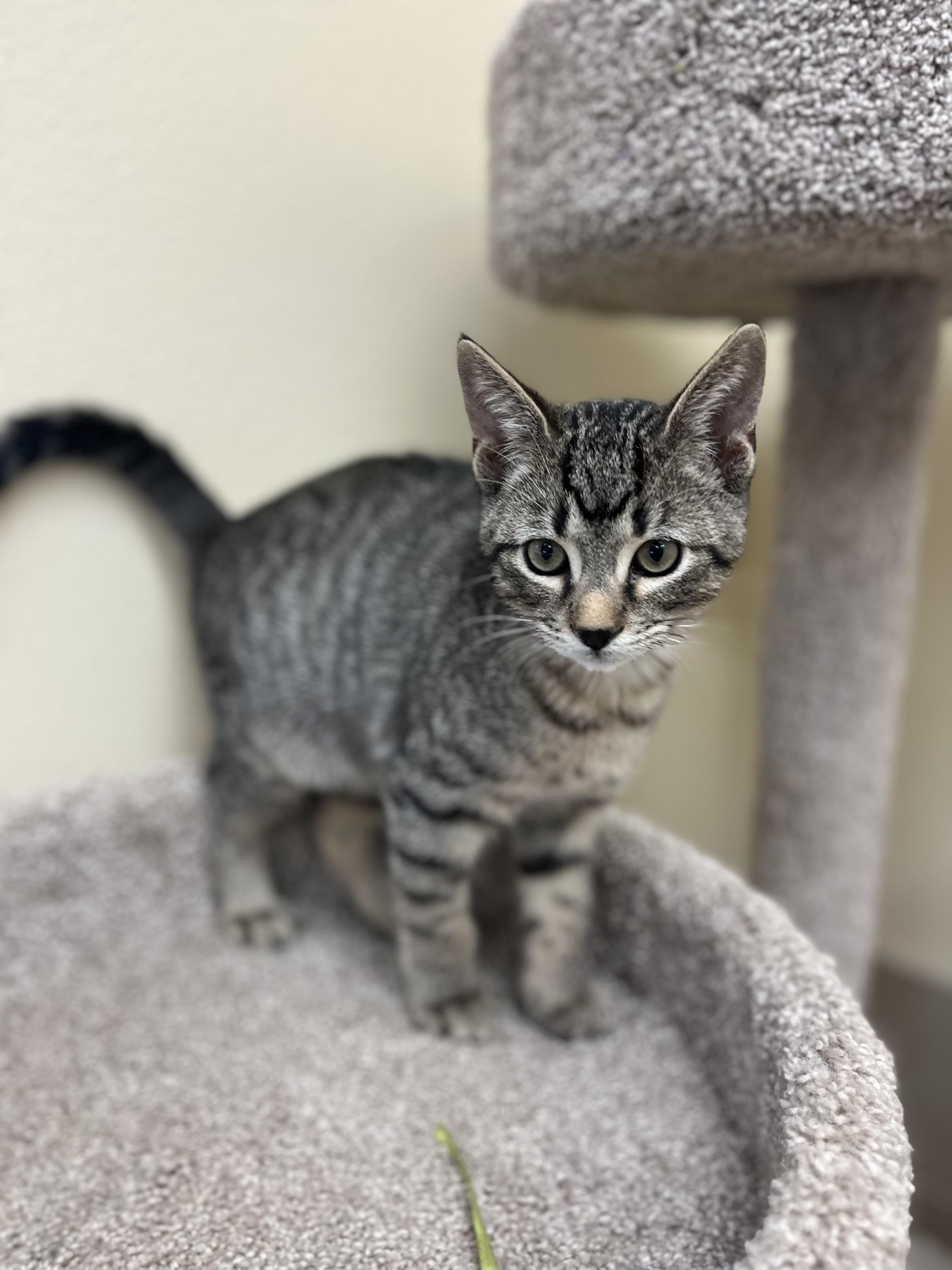 Tank, Adoptable, Kitten Male Domestic Short Hair.