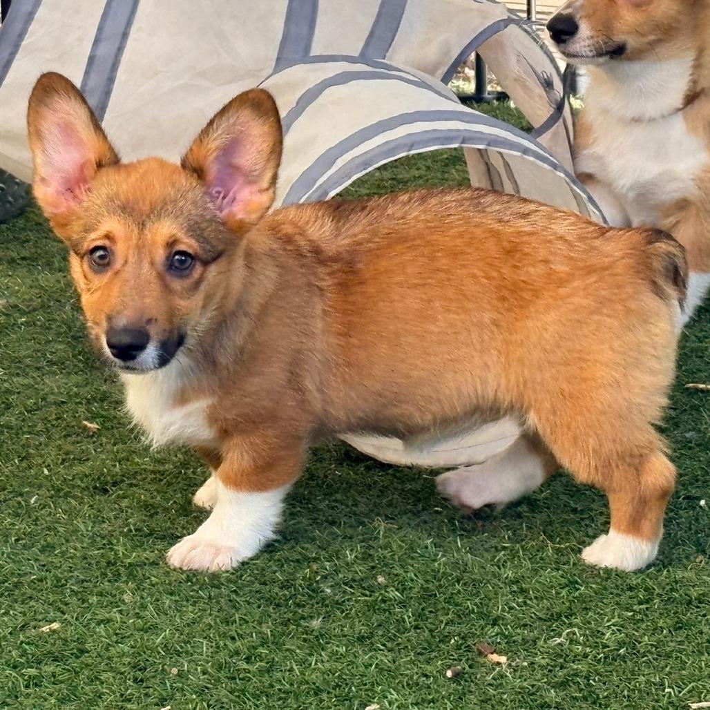 Melaka, Adoptable, Puppy Female Corgi.