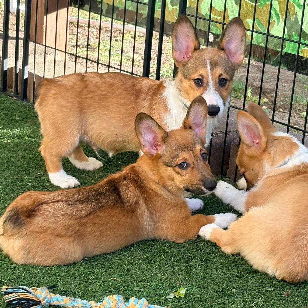 Enlarge Melaka, a Adoptable Corgi in Ada, MN image 2/4
