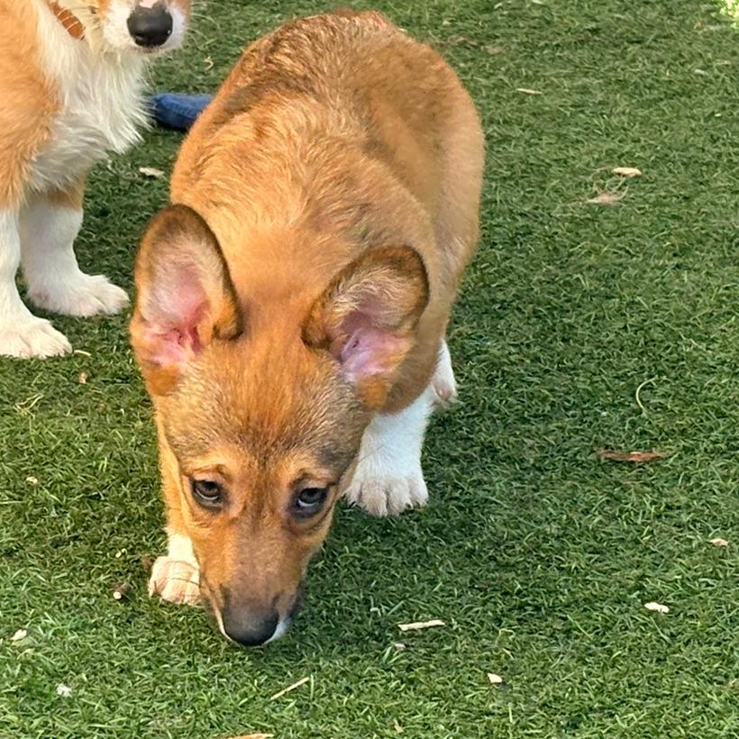Enlarge Melaka, a Adoptable Corgi in Ada, MN image 3/4