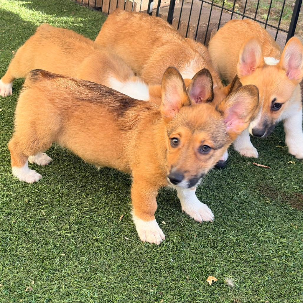 Enlarge Melaka, a Adoptable Corgi in Ada, MN image 4/4