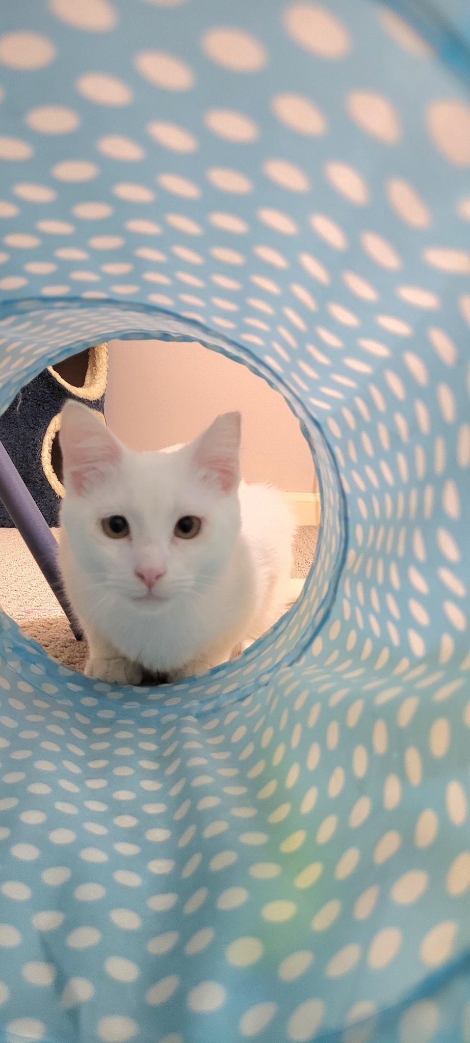 Eclipse, Young Male Domestic Short Hair