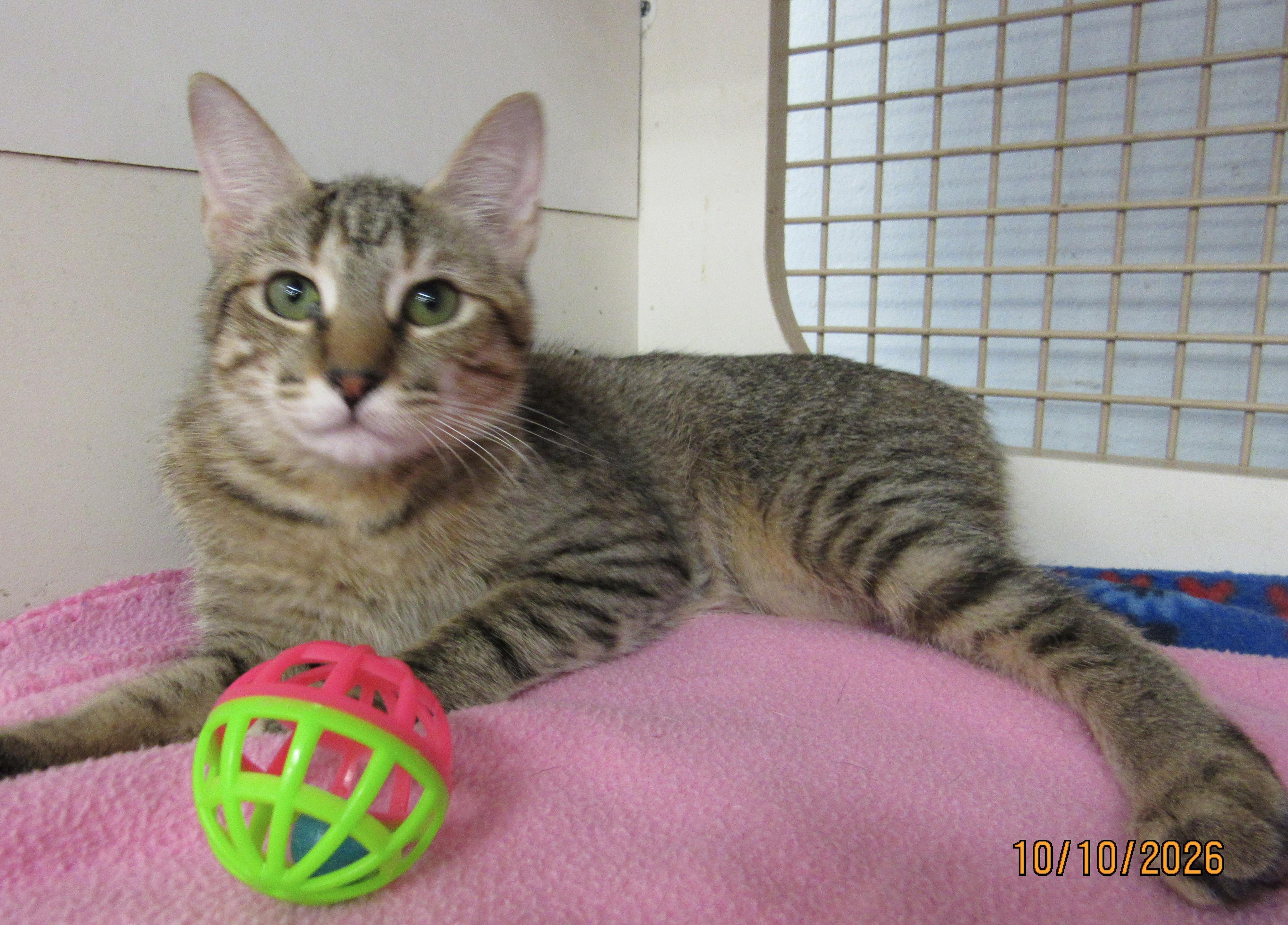 Enlarge Crackle, a Adoptable mixed breed in Conroe, TX image 2/4