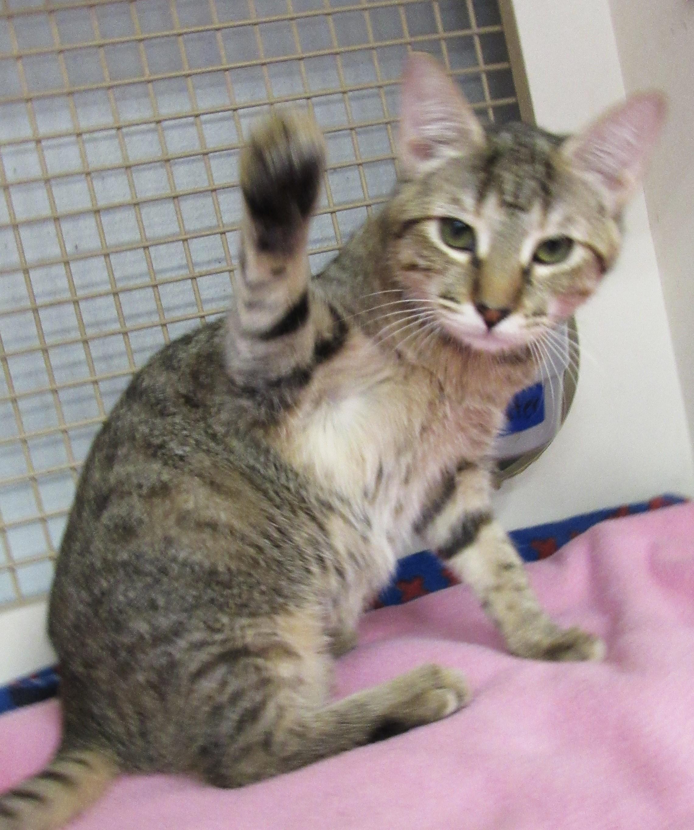Crackle, Adoptable, Kitten Female Tabby & Domestic Short Hair.