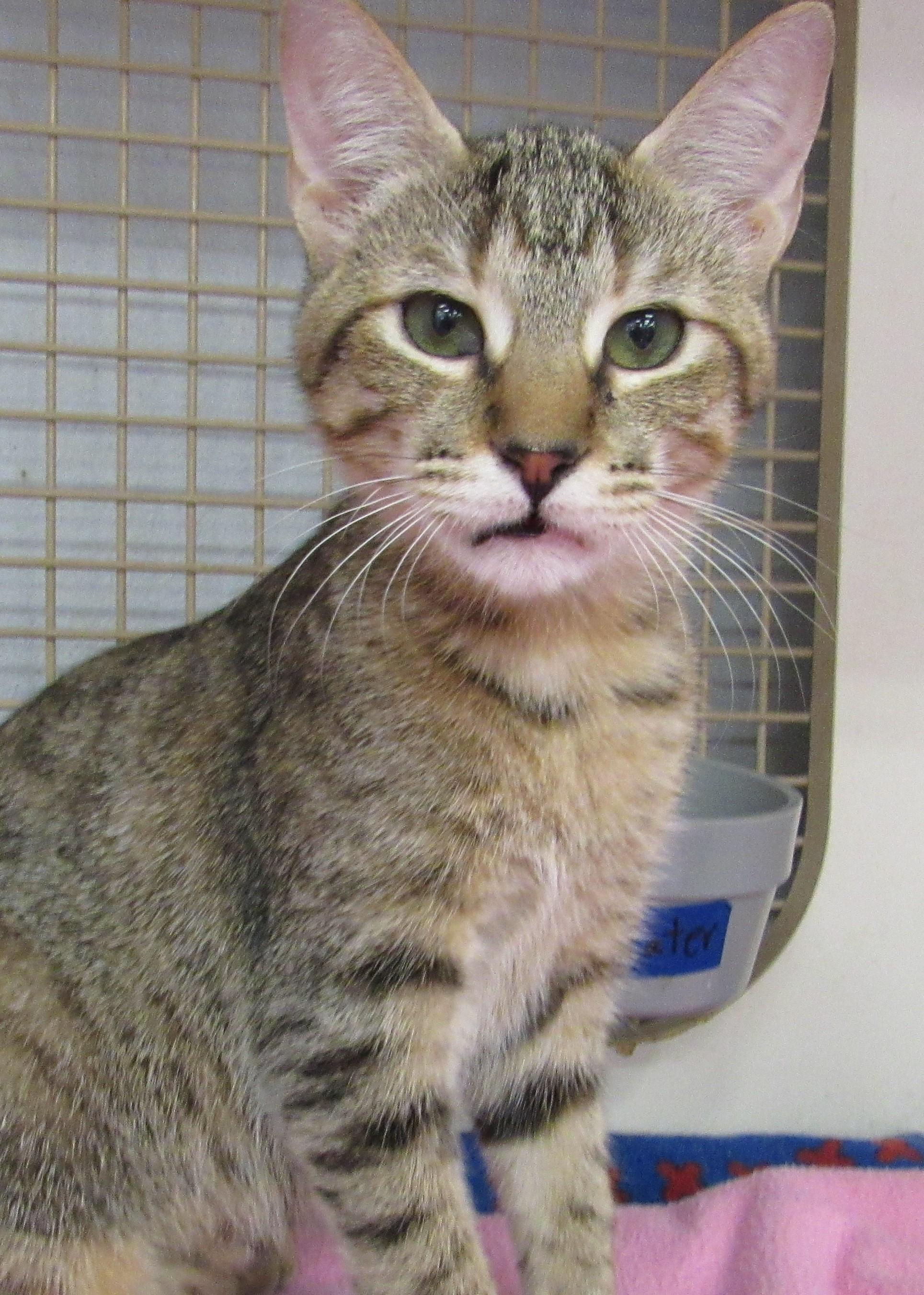 Enlarge Crackle, a Adoptable mixed breed in Conroe, TX image 3/4