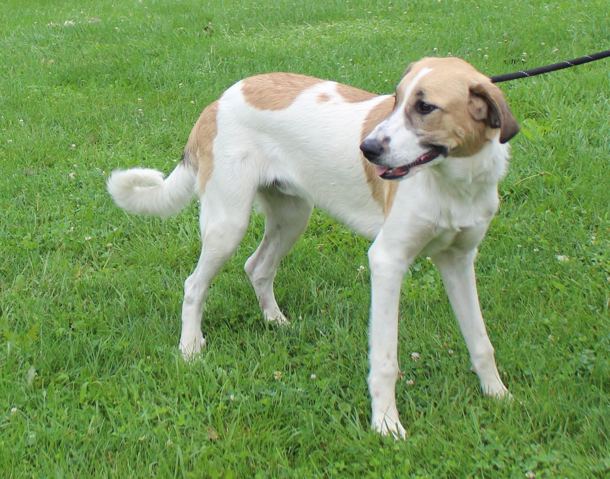 Chip (12203), a ADOPTABLE mixed breed in Heath, OH image 2/2