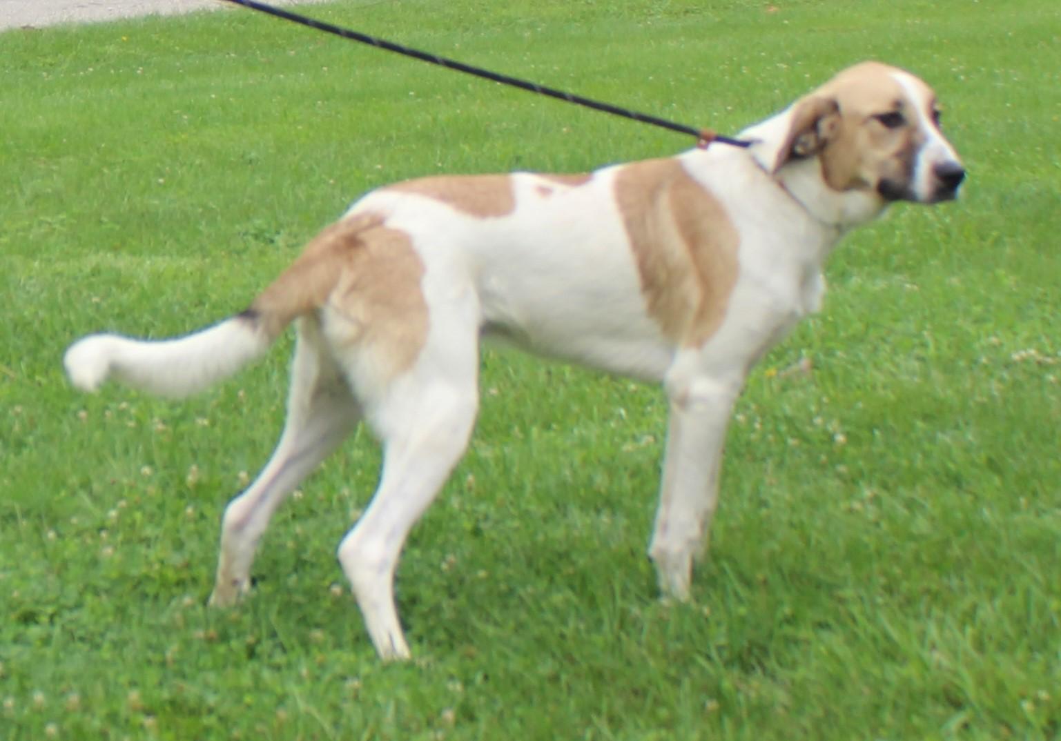 Chip (12203), ADOPTABLE, Adult Male Great Pyrenees.