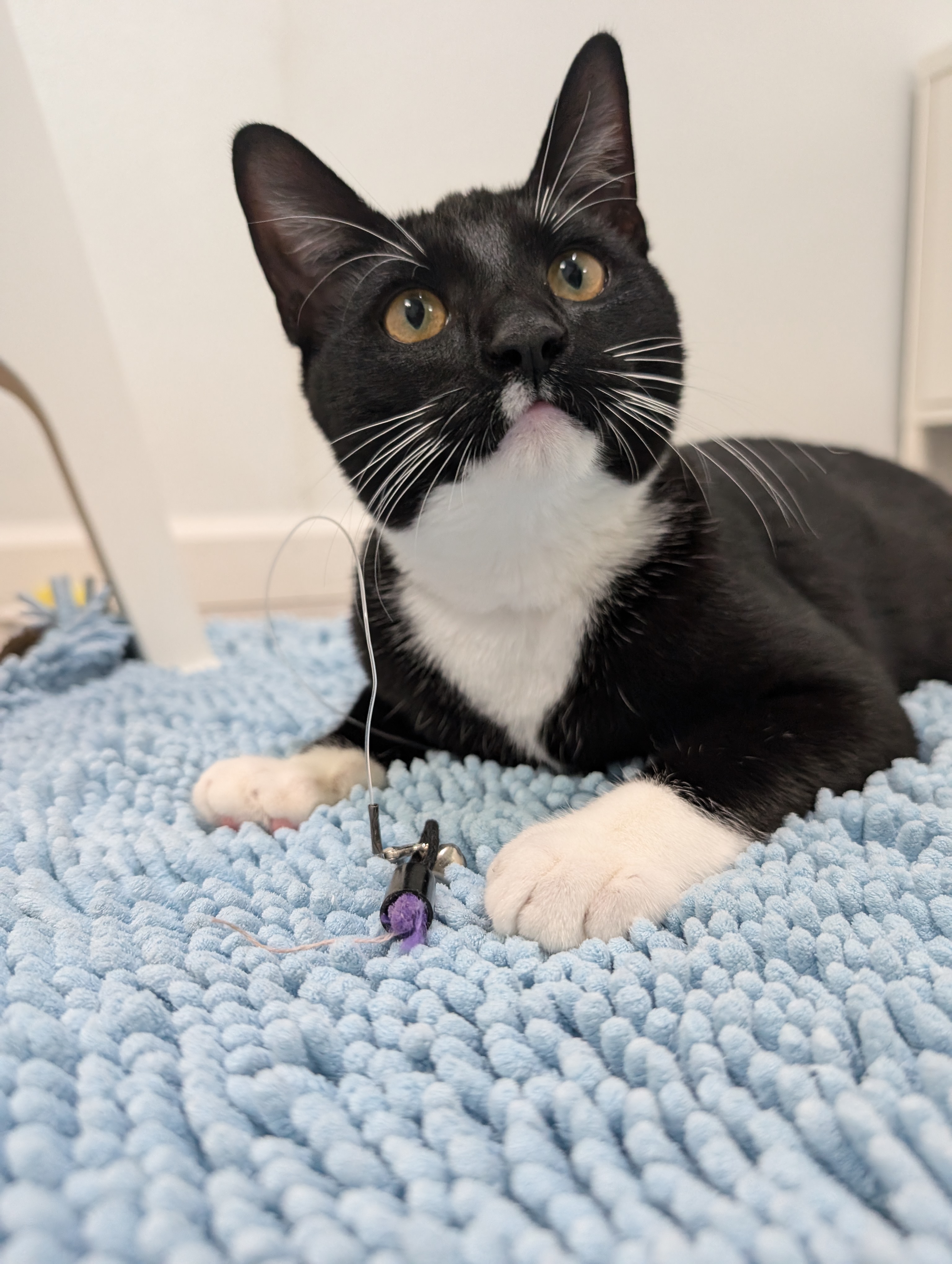 Finch, Adopted, Young Male Domestic Short Hair.