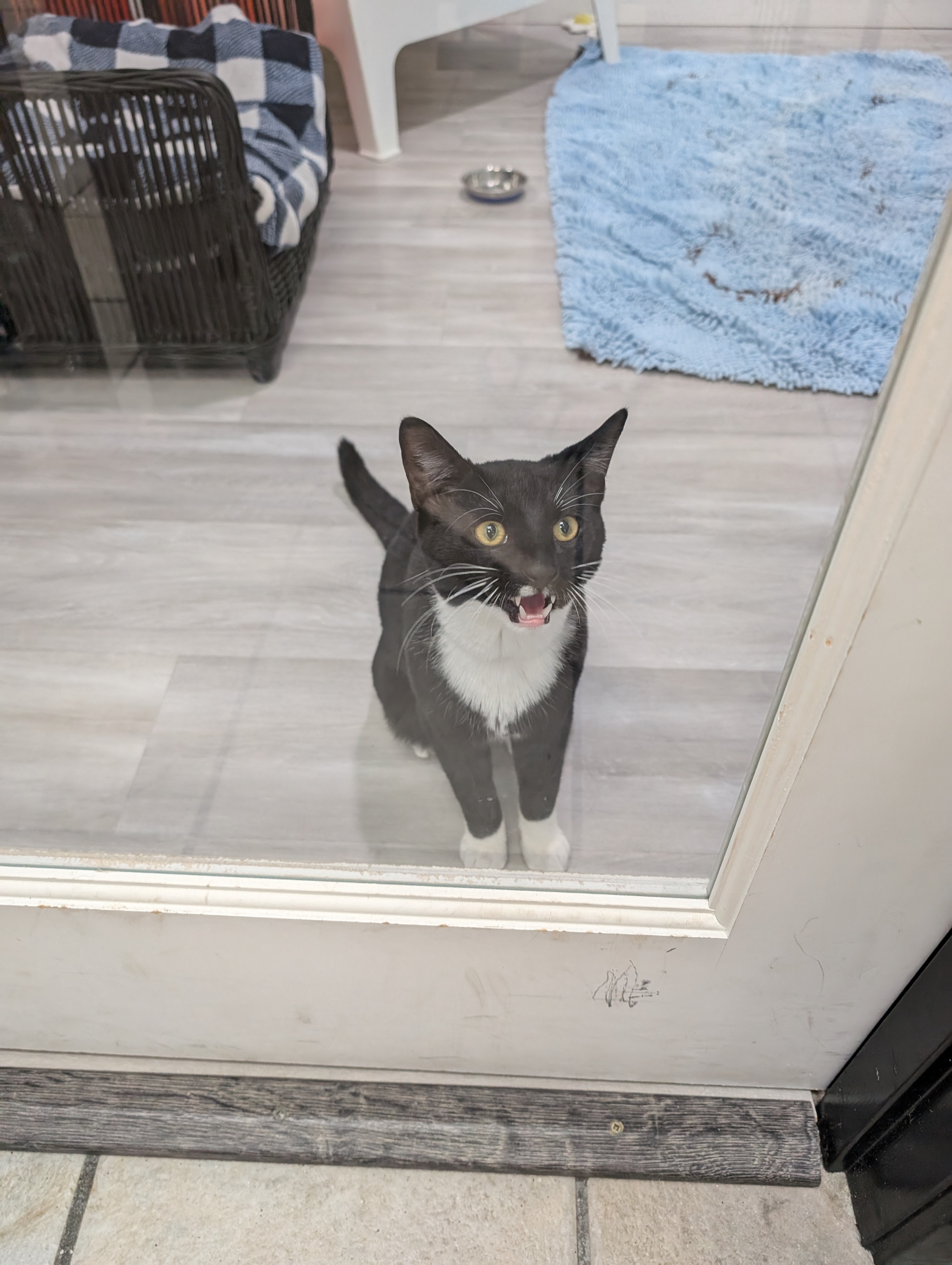 Enlarge Finch, a Adopted Domestic Short Hair in Zebulon, NC image 2/4