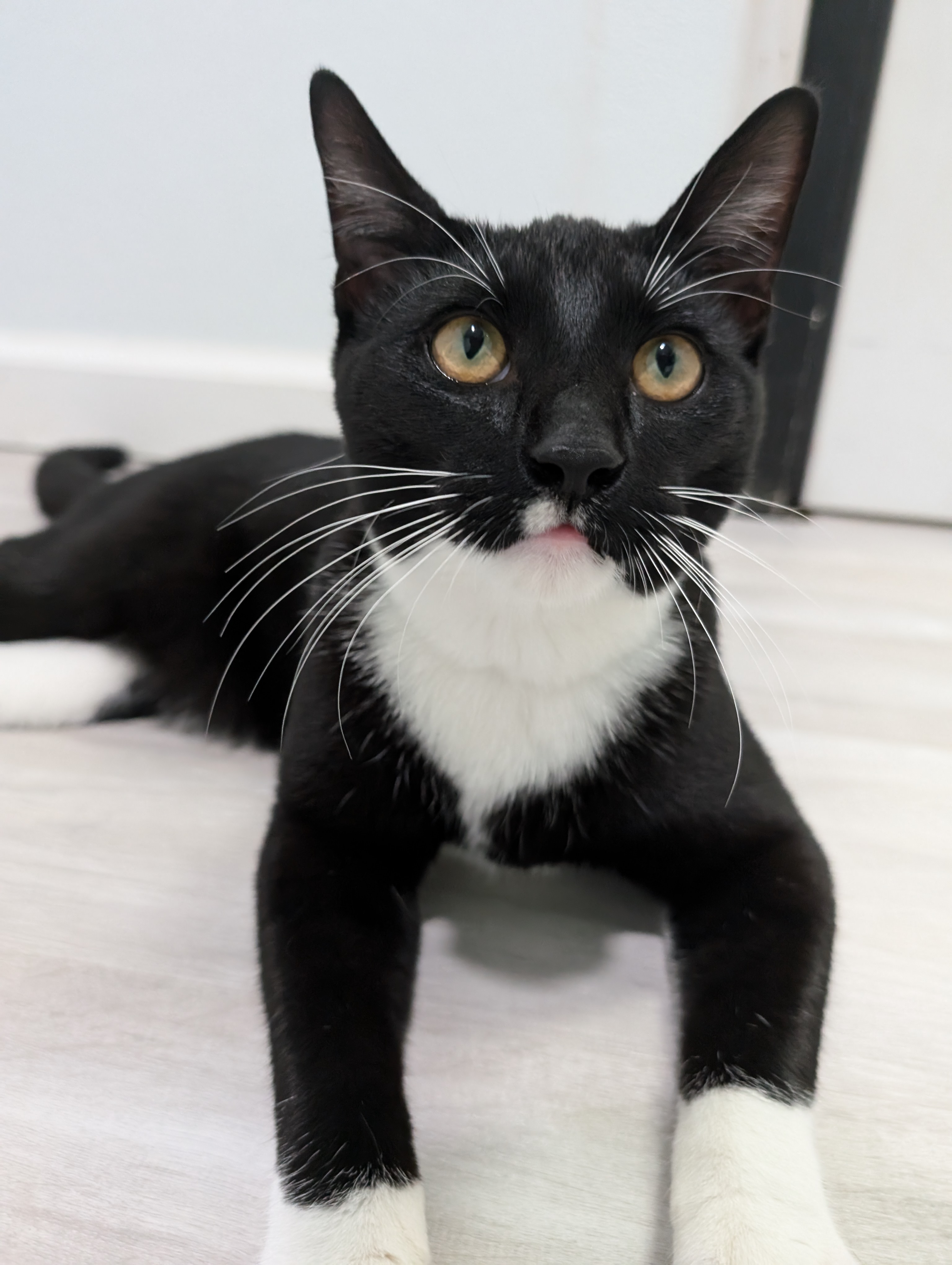 Enlarge Finch, a Adopted Domestic Short Hair in Zebulon, NC image 3/4