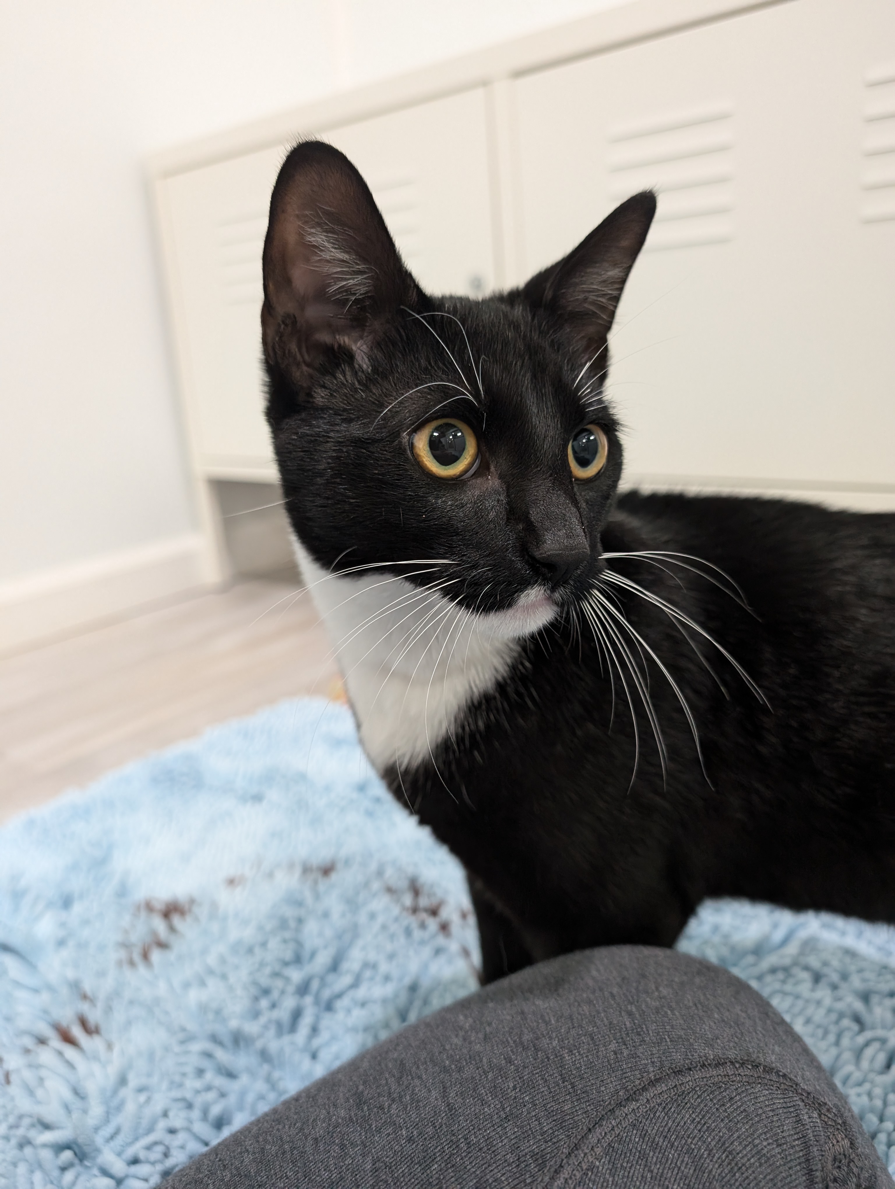 Enlarge Finch, a Adopted Domestic Short Hair in Zebulon, NC image 4/4