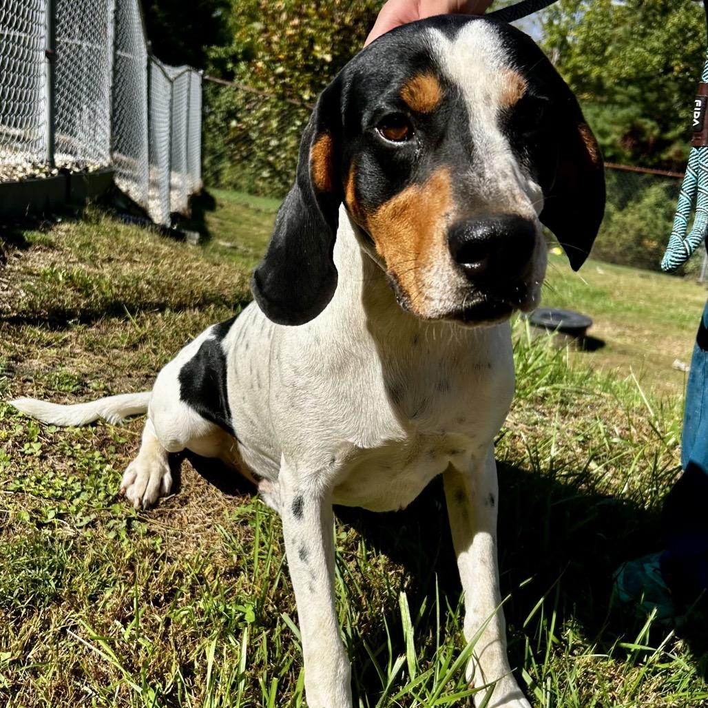 Ferb, Adoptable, Adult Male Treeing Walker Coonhound.