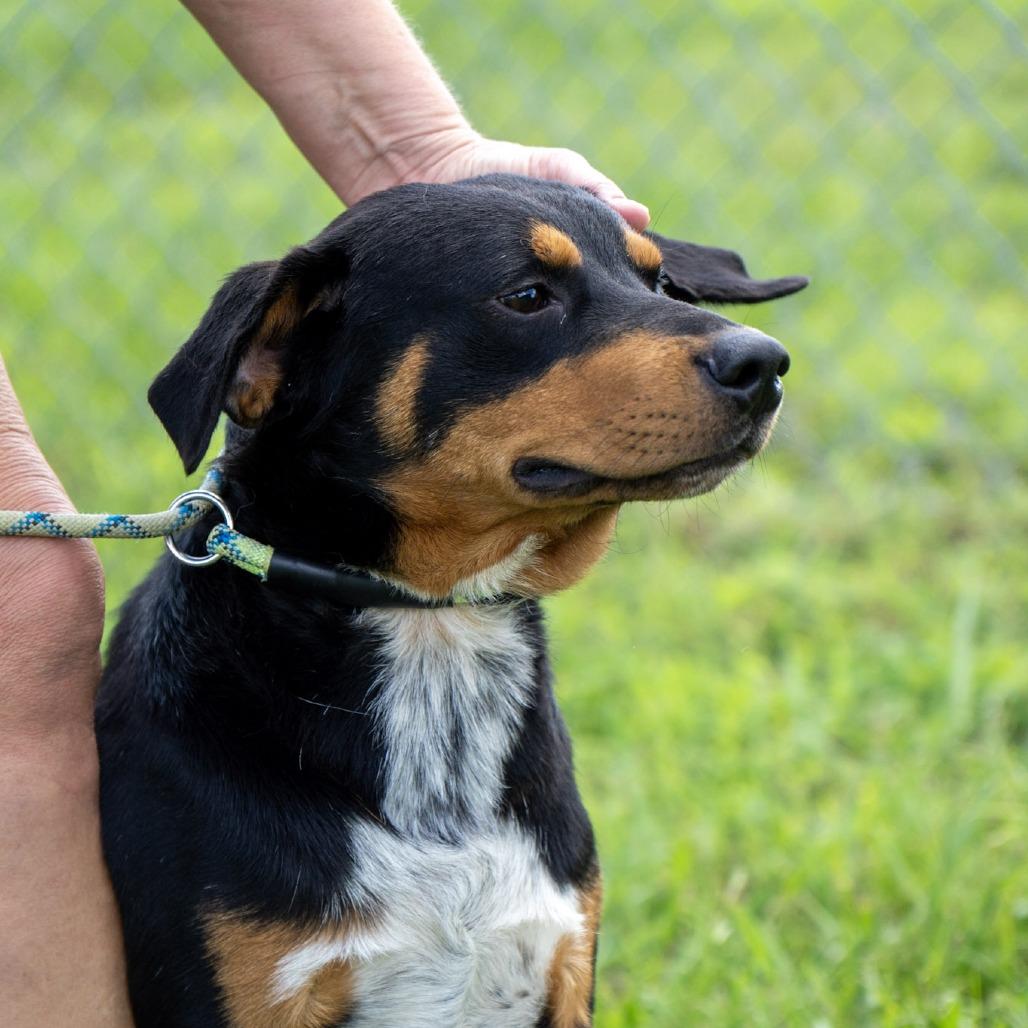 Enlarge Meyer, a Adoptable mixed breed in Elizabeth City, NC image 1/6