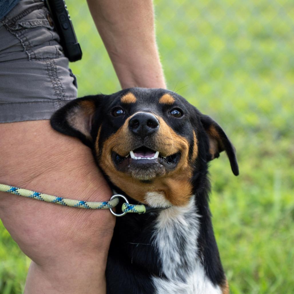 Enlarge Meyer, a Adoptable mixed breed in Elizabeth City, NC image 2/6