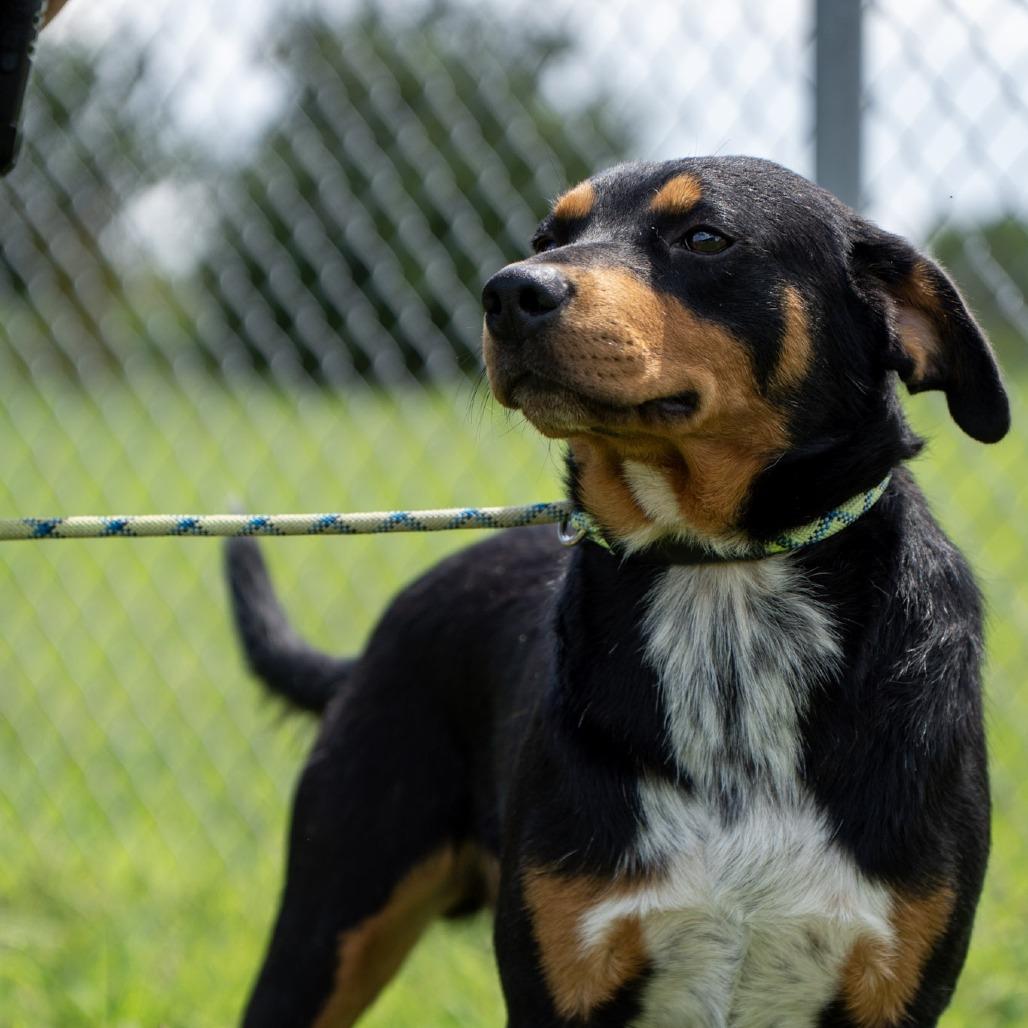 Enlarge Meyer, a Adoptable mixed breed in Elizabeth City, NC image 3/6