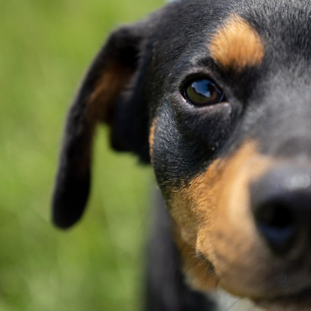 Enlarge Meyer, a Adoptable mixed breed in Elizabeth City, NC image 4/6