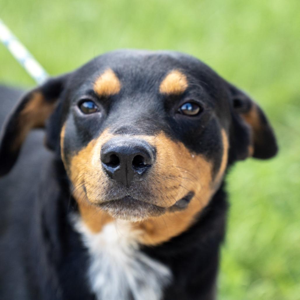 Enlarge Meyer, a Adoptable mixed breed in Elizabeth City, NC image 5/6