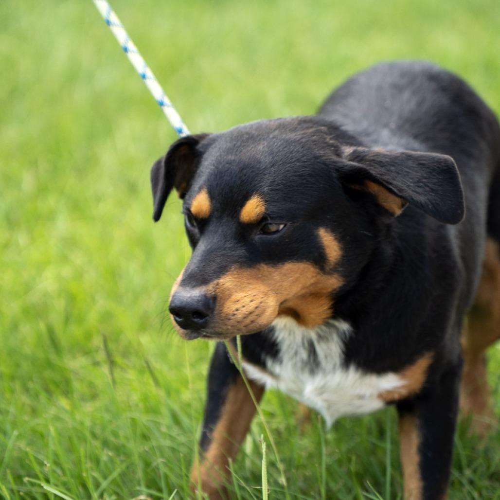 Enlarge Meyer, a Adoptable mixed breed in Elizabeth City, NC image 6/6