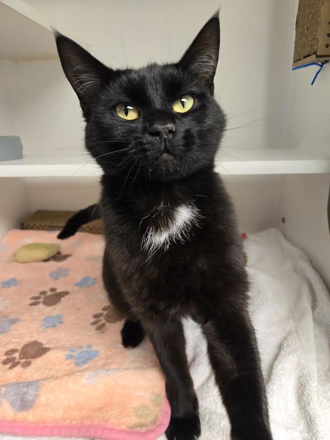 Vicinity, ADOPTABLE, Young Female Domestic Short Hair.