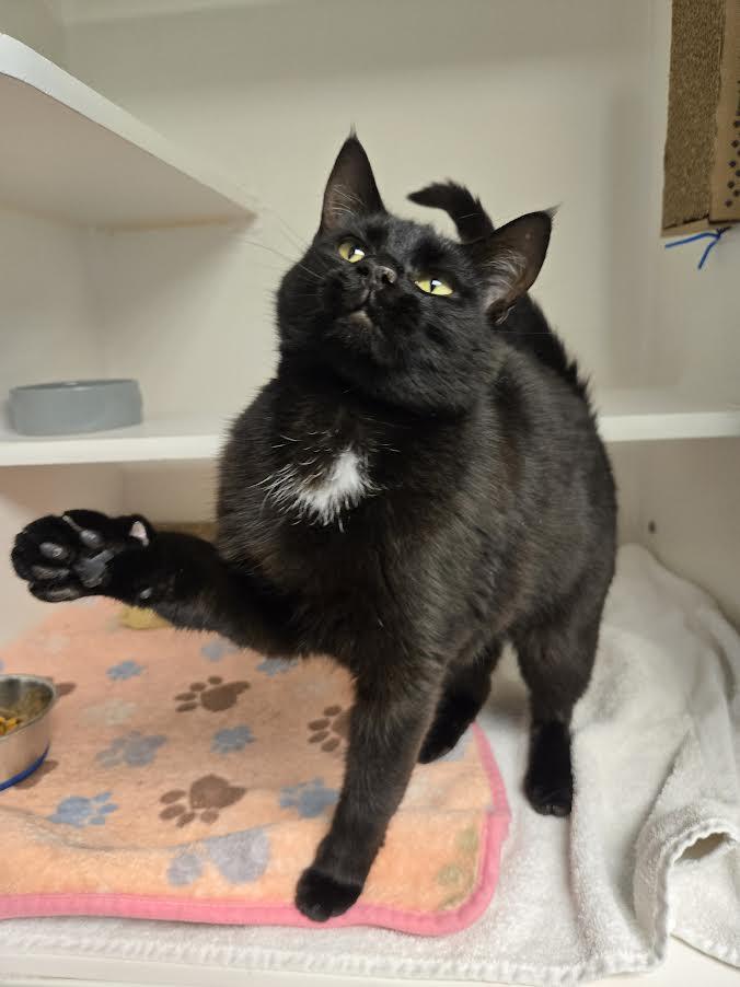 Enlarge Vicinity, a ADOPTABLE mixed breed in Bellingham, WA image 2/3
