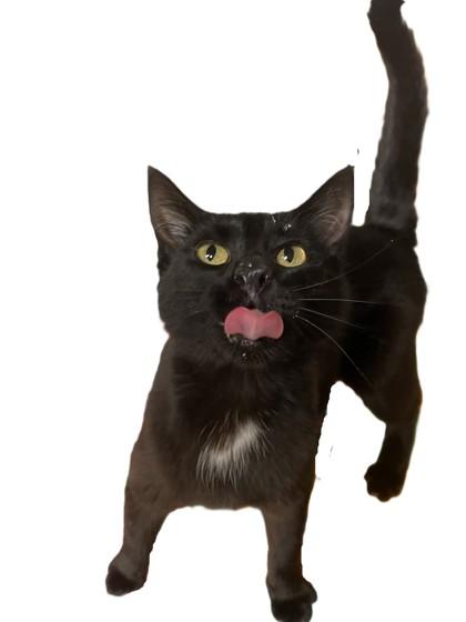 Enlarge Vicinity, a ADOPTABLE mixed breed in Bellingham, WA image 3/3
