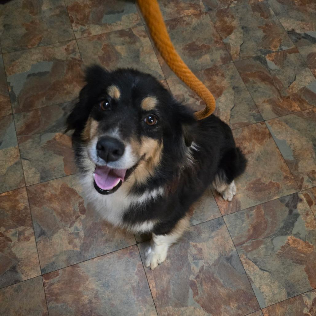 Skylar, Adoptable, Adult Female Australian Shepherd.
