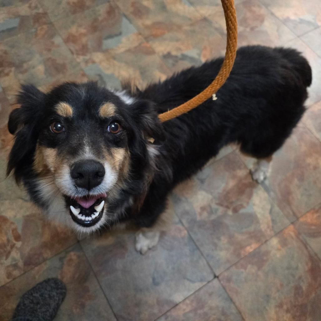 Enlarge Skylar, a Adoptable Australian Shepherd in Ada, MN image 2/4