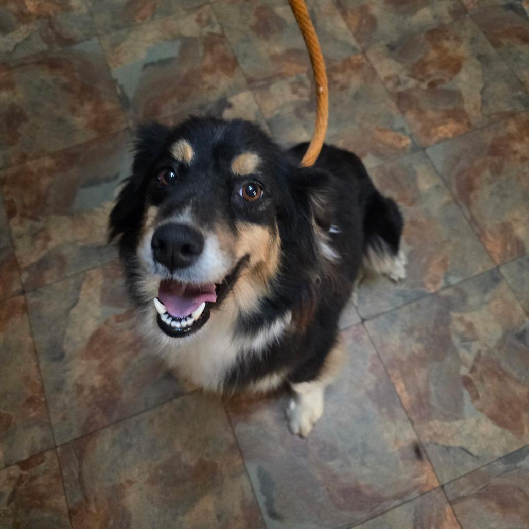 Enlarge Skylar, a Adoptable Australian Shepherd in Ada, MN image 3/4