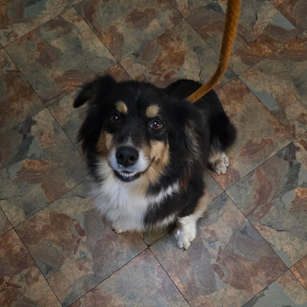 Enlarge Skylar, a Adoptable Australian Shepherd in Ada, MN image 4/4
