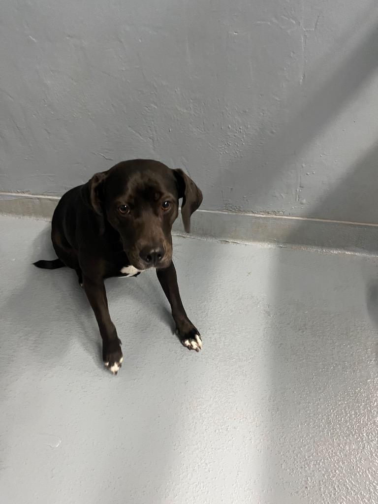 Enlarge Betty Lou, a Adoptable mixed breed in Cartersville , GA image 1/1