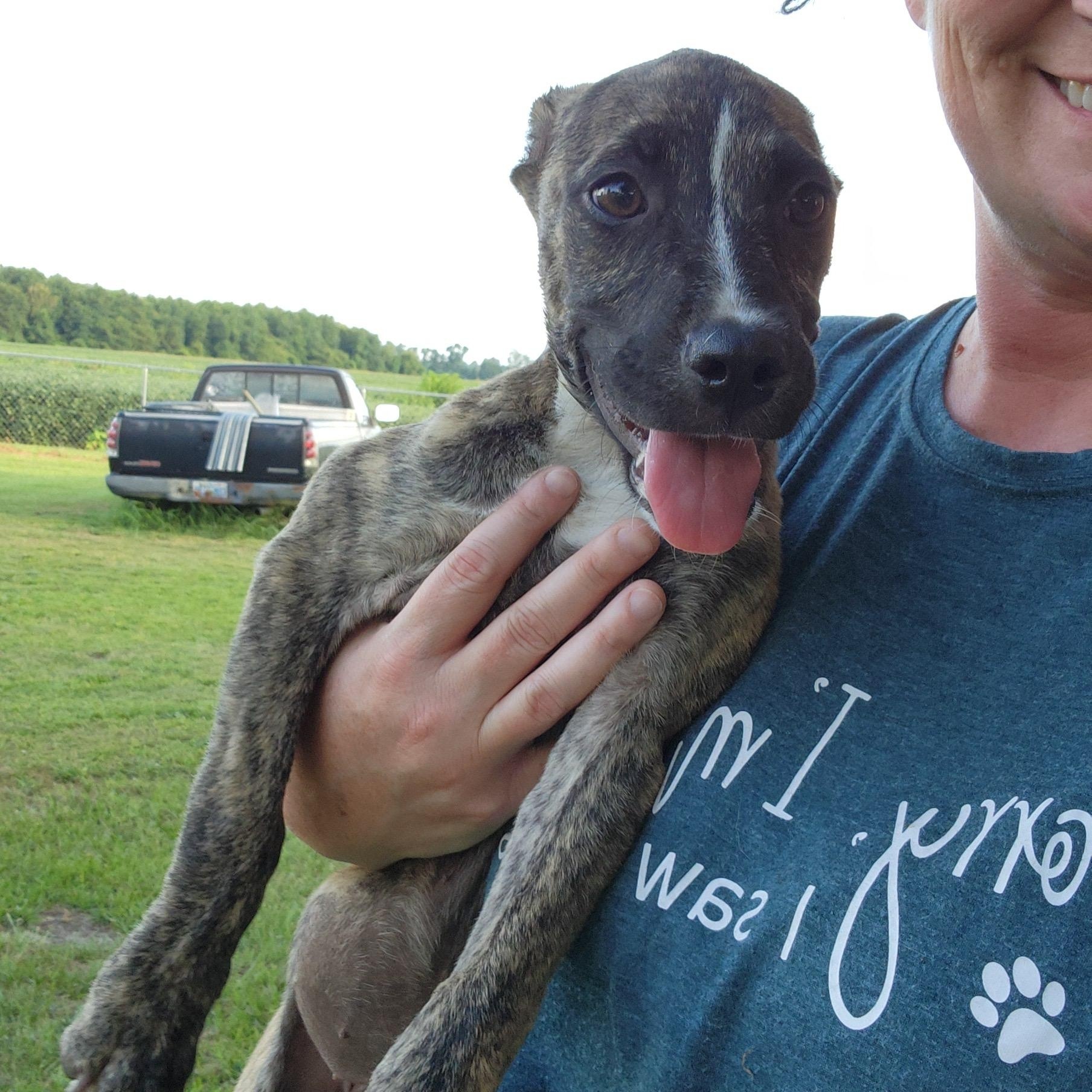 Lake Lure, a Adoptable mixed breed in Ayden, NC image 5/6