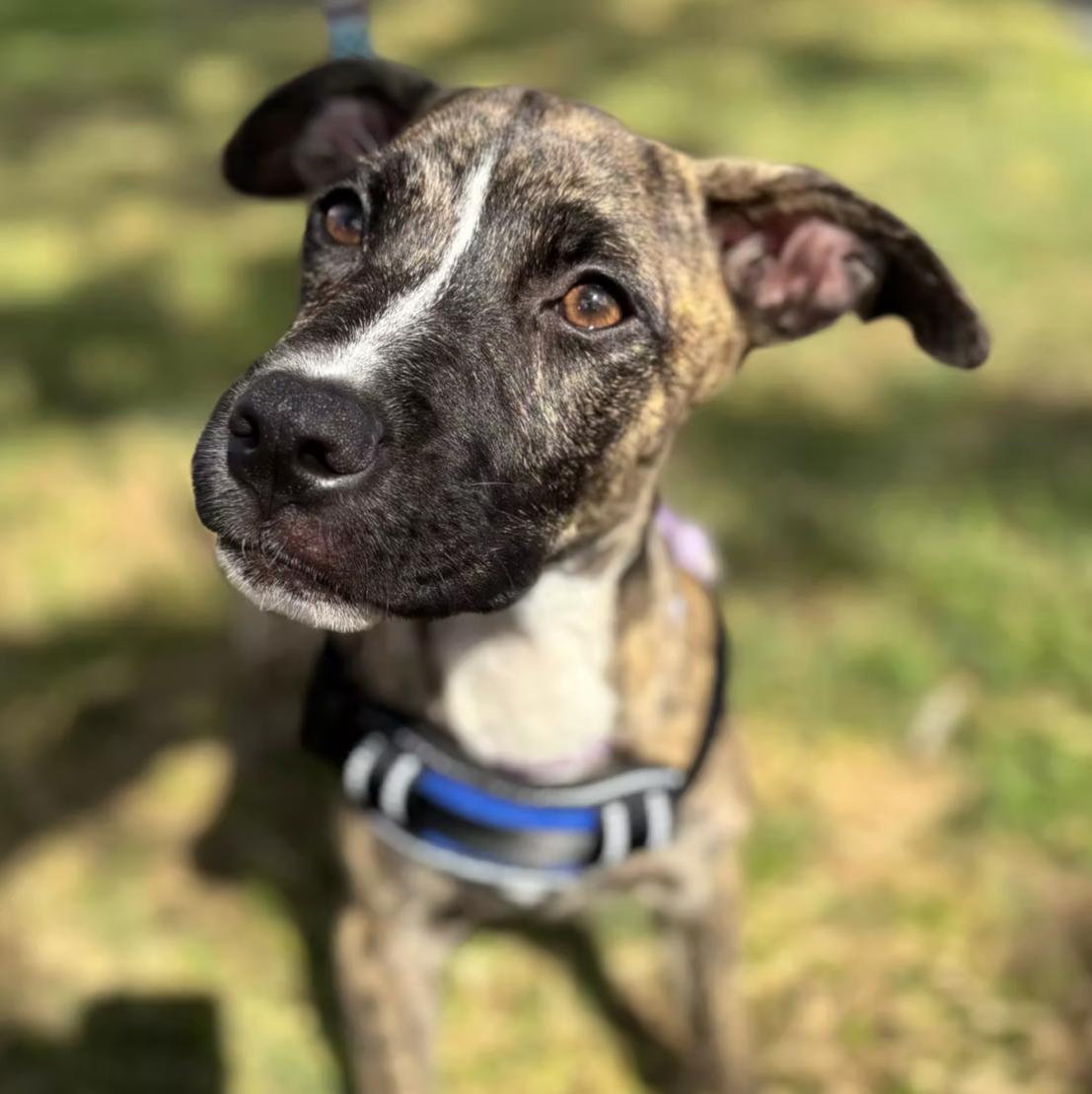 Lake Lure, a Adoptable mixed breed in Ayden, NC image 1/6