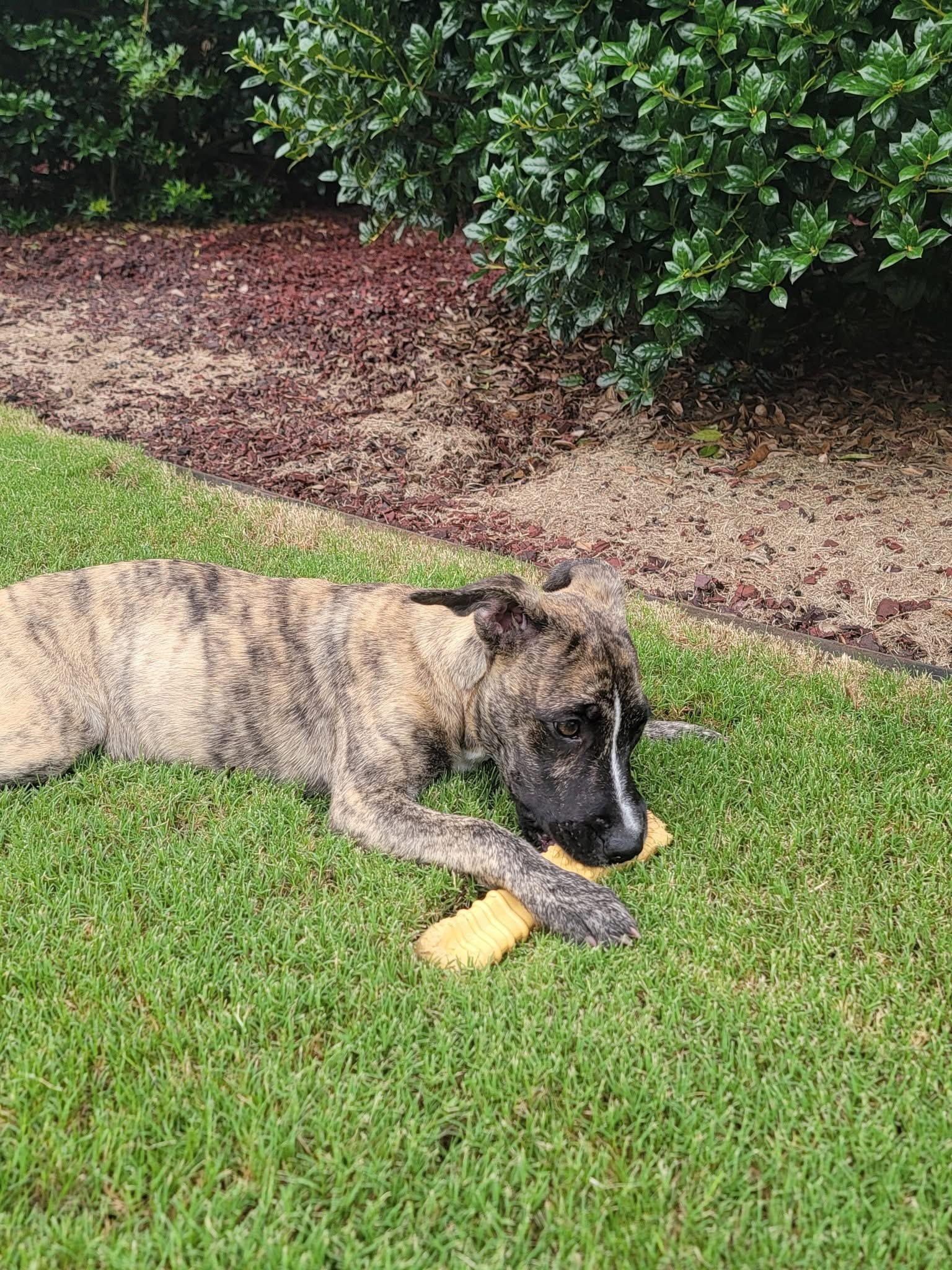 Lake Lure, a Adoptable mixed breed in Ayden, NC image 2/6