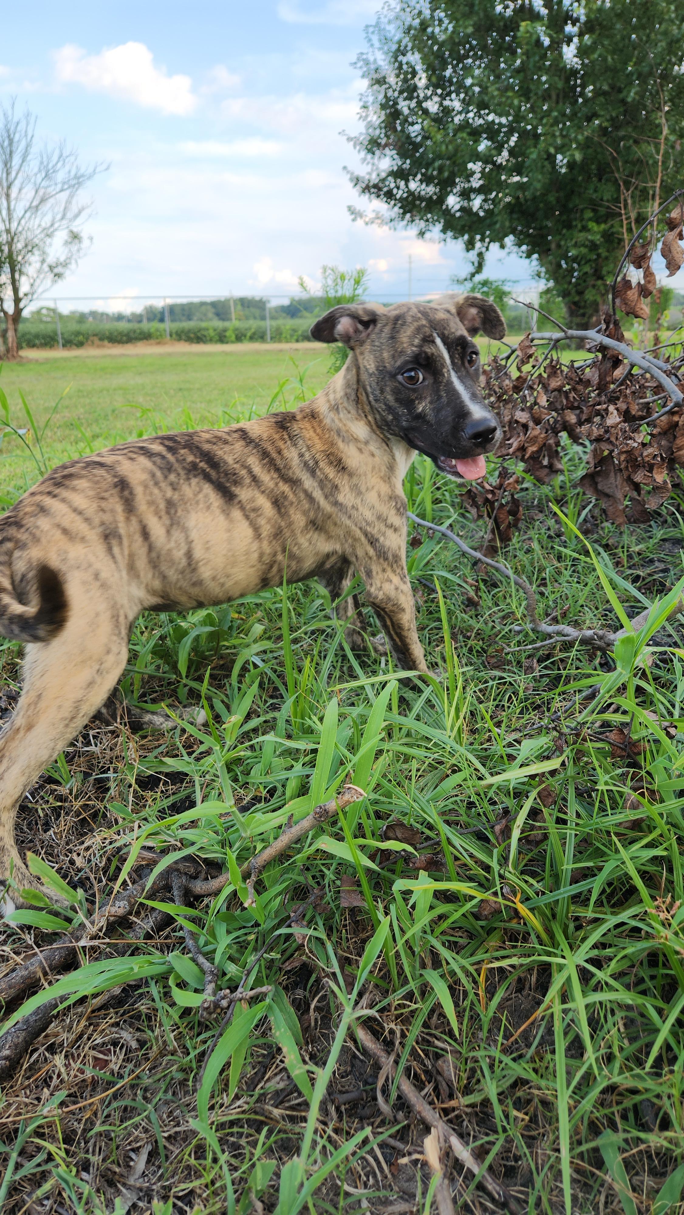 Lake Lure, a Adoptable mixed breed in Ayden, NC image 6/6
