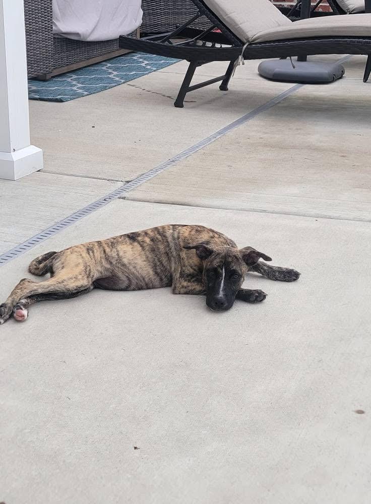 Lake Lure, a Adoptable mixed breed in Ayden, NC image 3/6