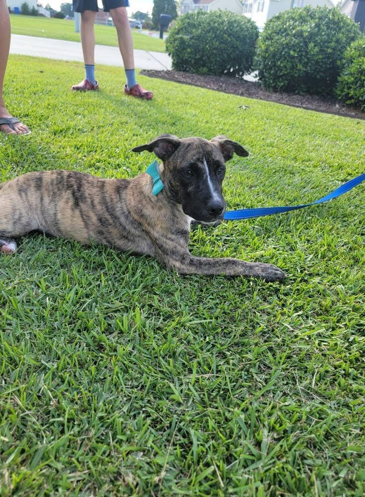 Lake Lure, a Adoptable mixed breed in Ayden, NC image 4/6