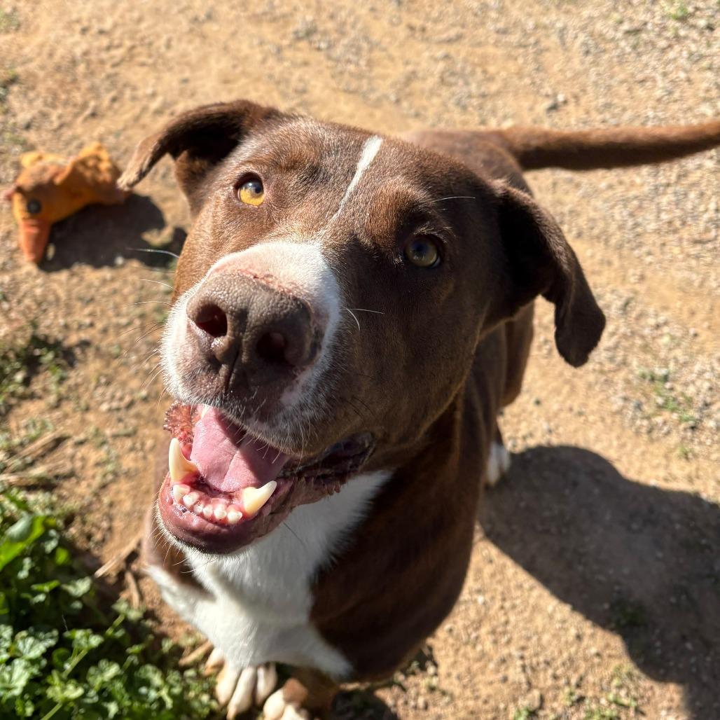 Chaco, Adoptable, Adult Male Pit Bull Terrier & Chocolate Labrador Retriever.