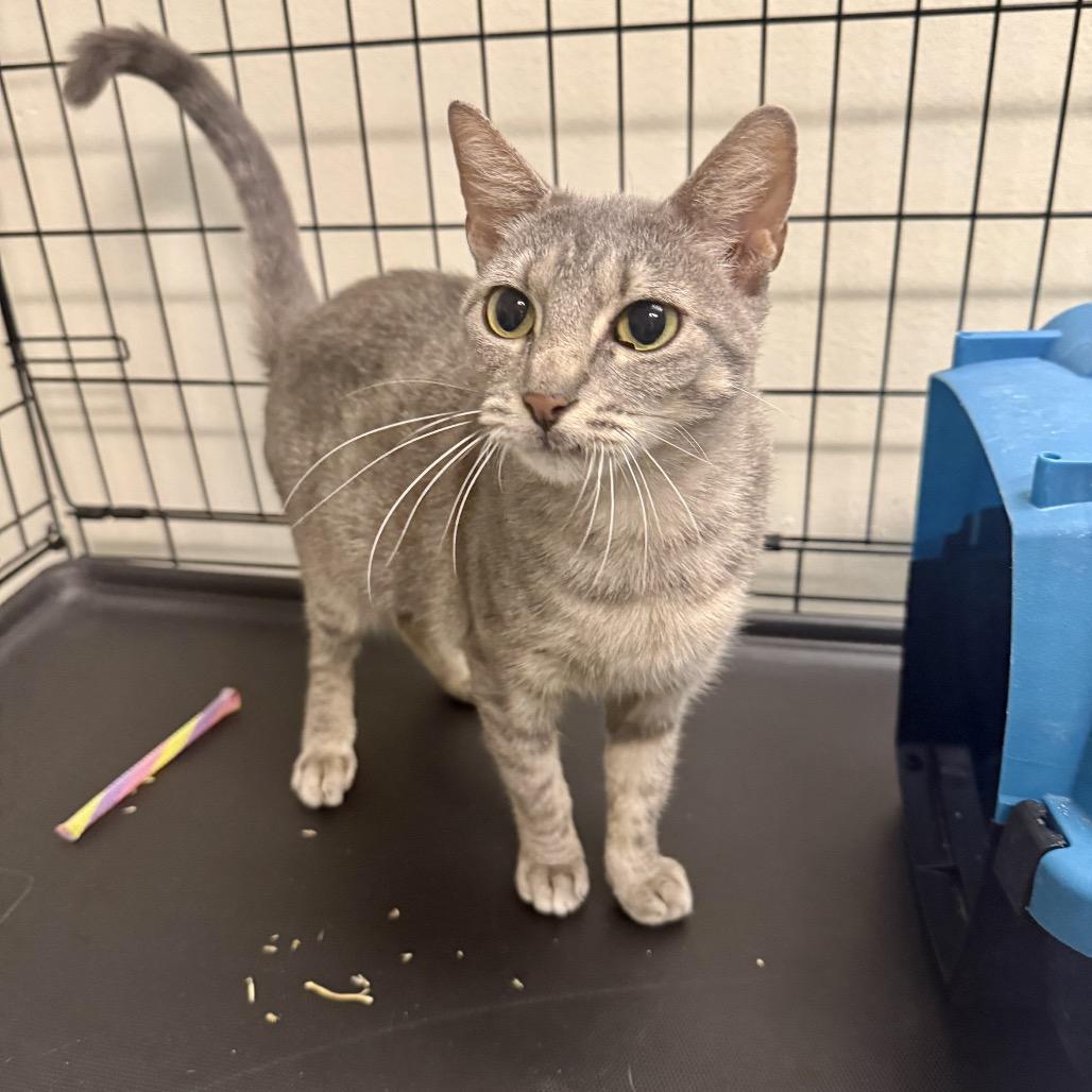 Enlarge Cora, a Adoptable Domestic Short Hair in Houston, TX image 1/4