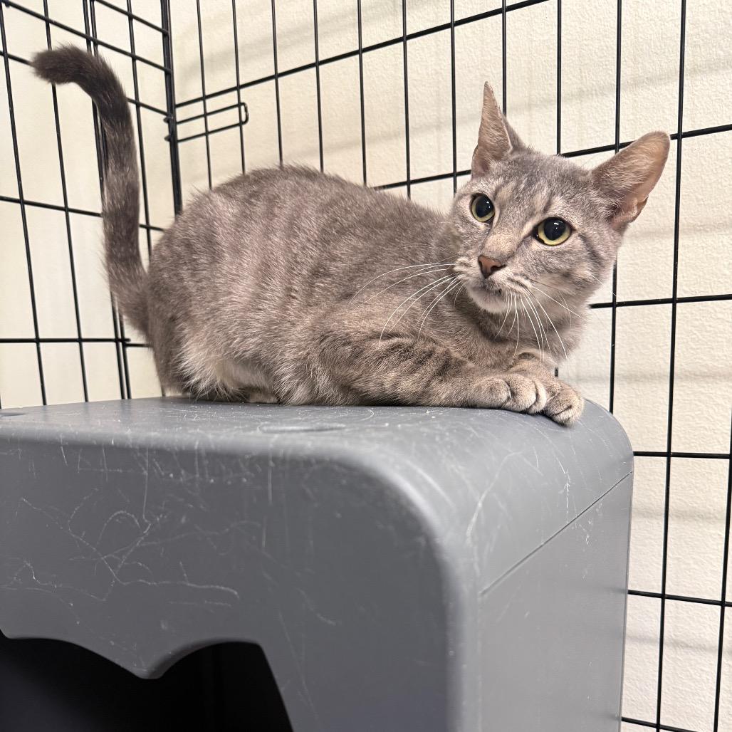 Enlarge Cora, a Adoptable Domestic Short Hair in Houston, TX image 2/4