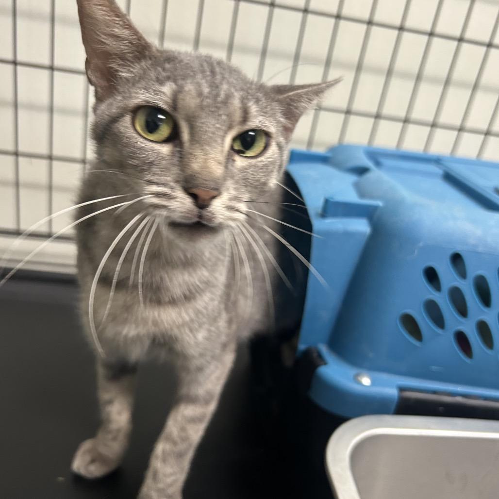 Enlarge Cora, a Adoptable Domestic Short Hair in Houston, TX image 4/4