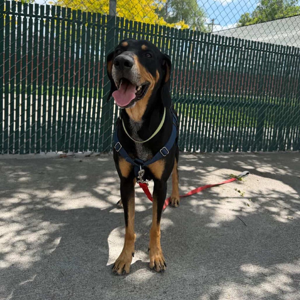 Enlarge Jack, a Adoptable Coonhound in Murray, UT image 1/6