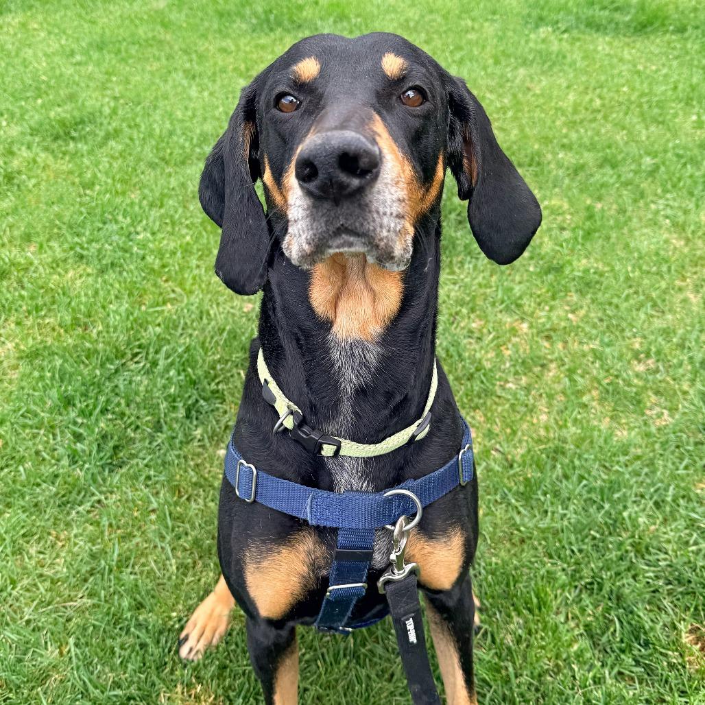 Enlarge Jack, a Adoptable Coonhound in Murray, UT image 2/6