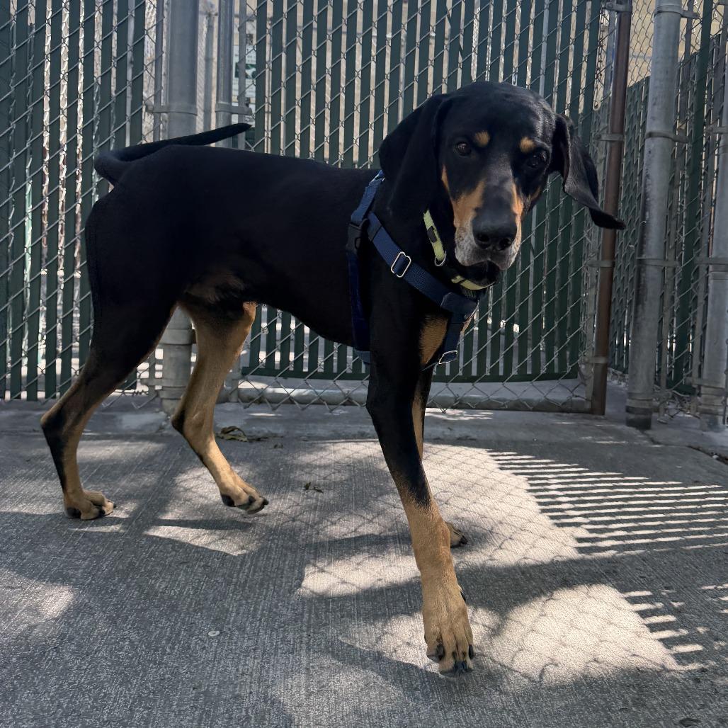 Enlarge Jack, a Adoptable Coonhound in Murray, UT image 3/6