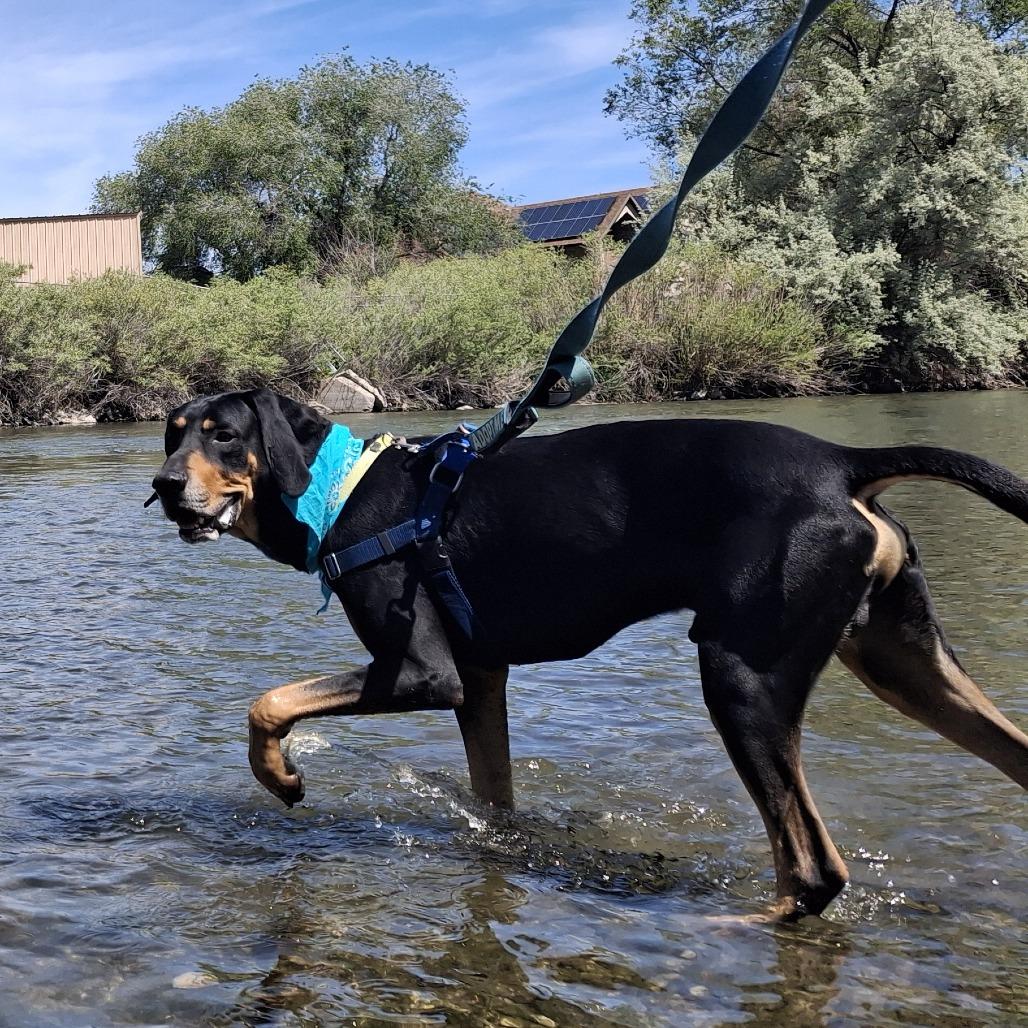 Enlarge Jack, a Adoptable Coonhound in Murray, UT image 4/6