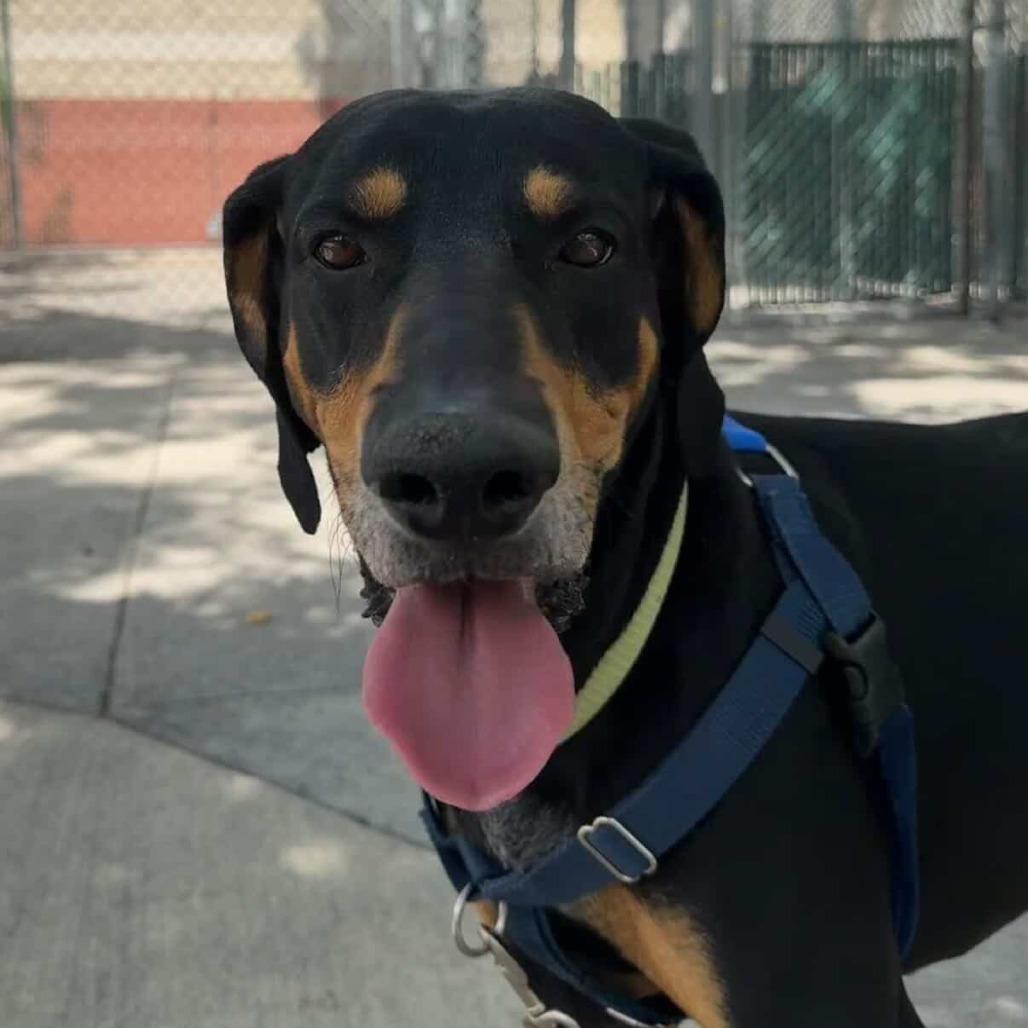 Enlarge Jack, a Adoptable Coonhound in Murray, UT image 5/6