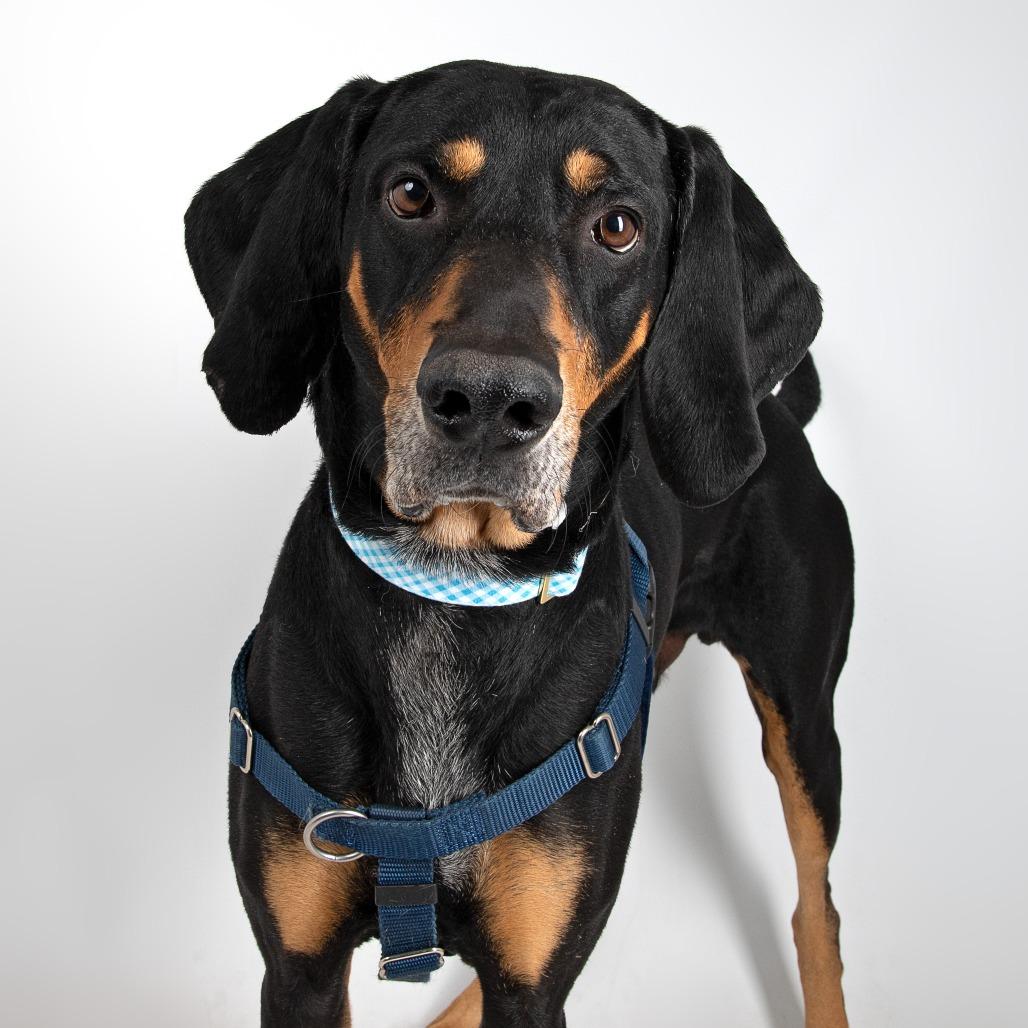 Enlarge Jack, a Adoptable Coonhound in Murray, UT image 6/6